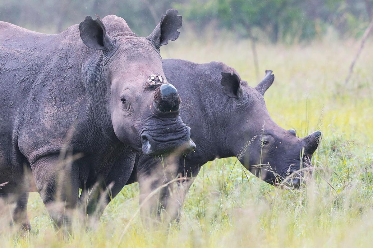 Akagera National Park 1-Day Safari
