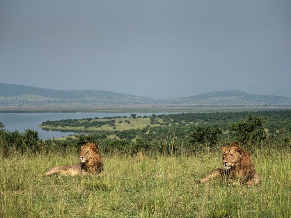 Rwanda Safari