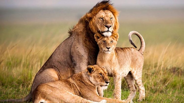 Lion in Akagera